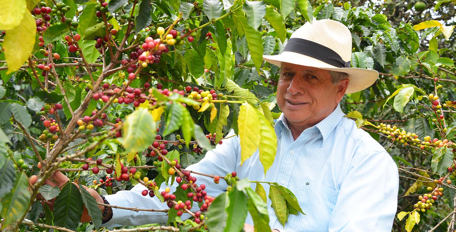 دانه‌ سبز قهوه،‌ مقدمه‌ای بر دانش قهوه سبز