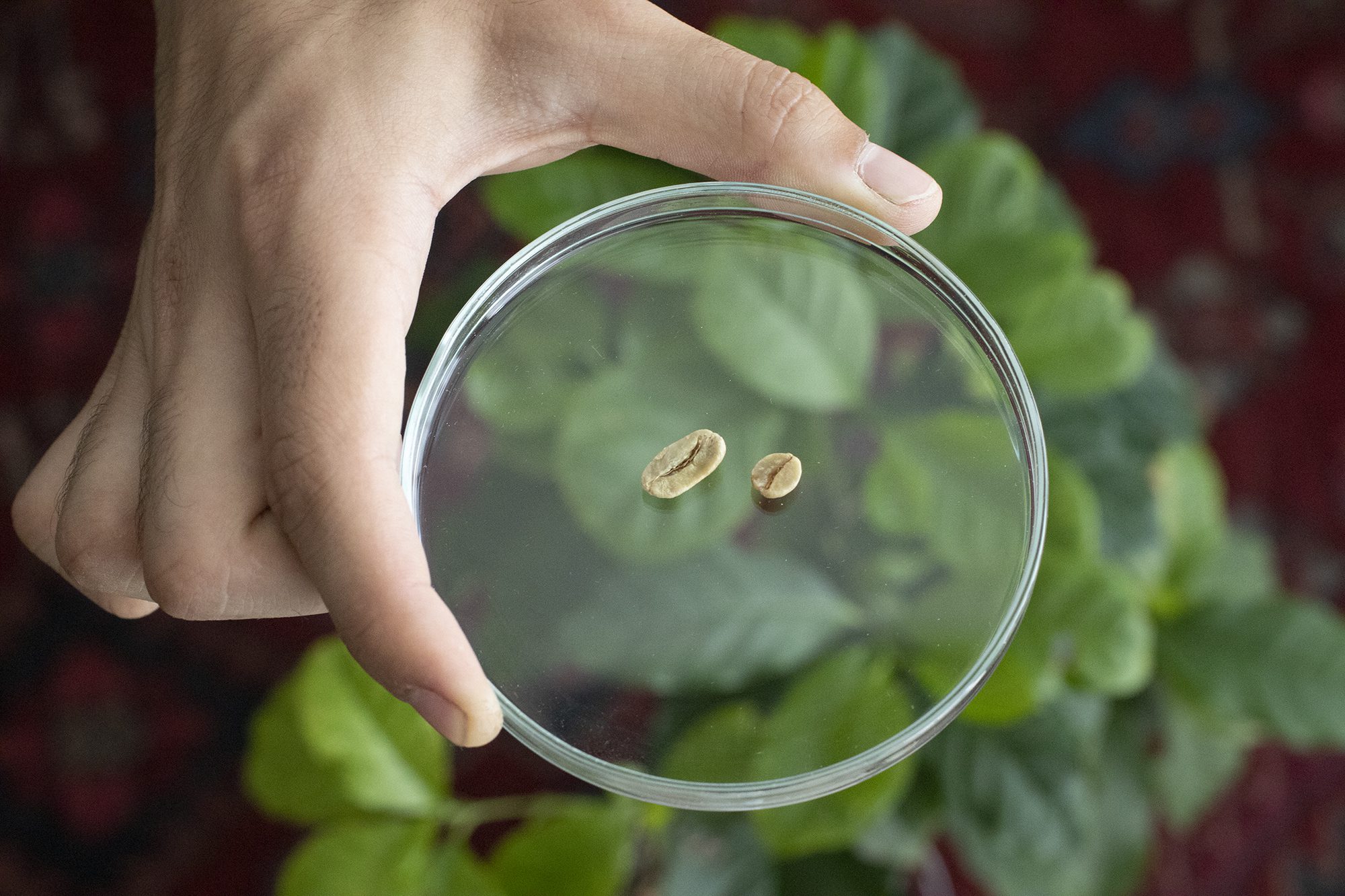 بررسی تفاوت جوره‌های بوربون و پاکامارا